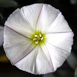 Campanilla